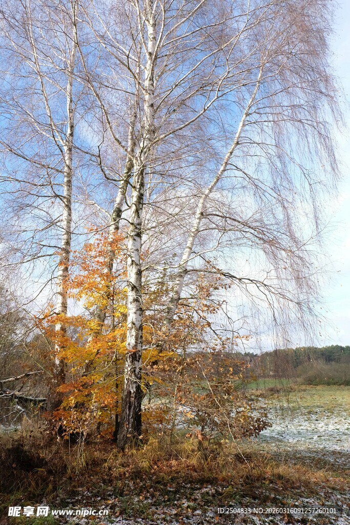 秋日白桦林风景