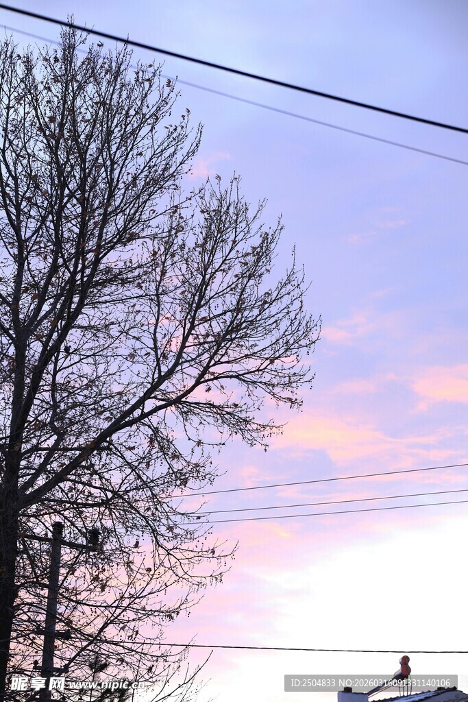 黄昏下的光秃树木景观