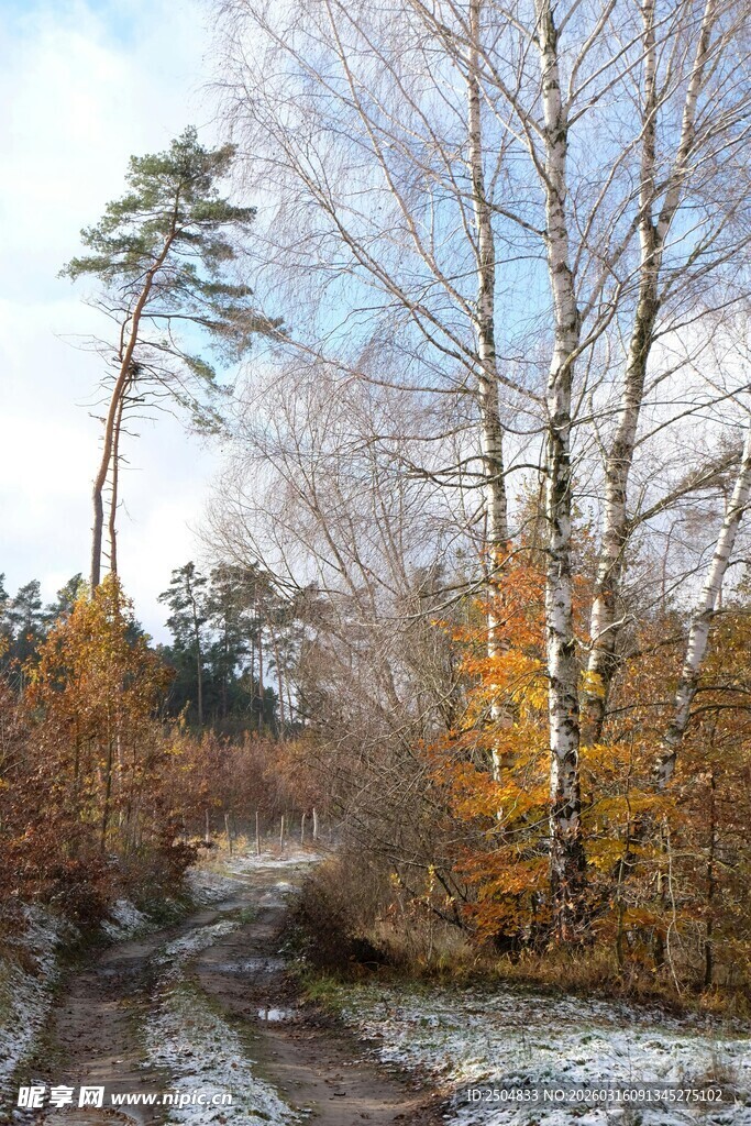 冬日林间小路景色