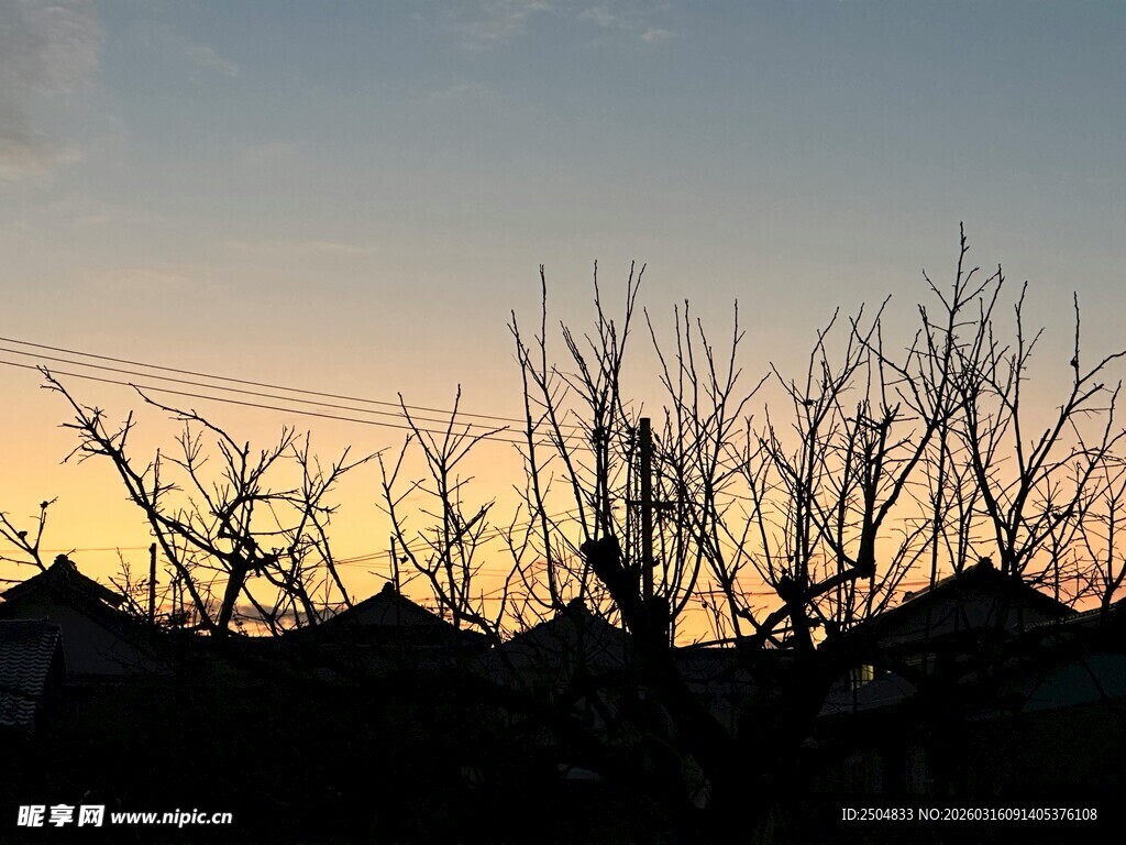 黄昏下的枯树剪影