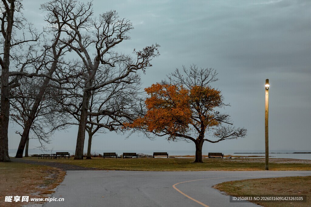 秋日路旁孤树与路灯景观