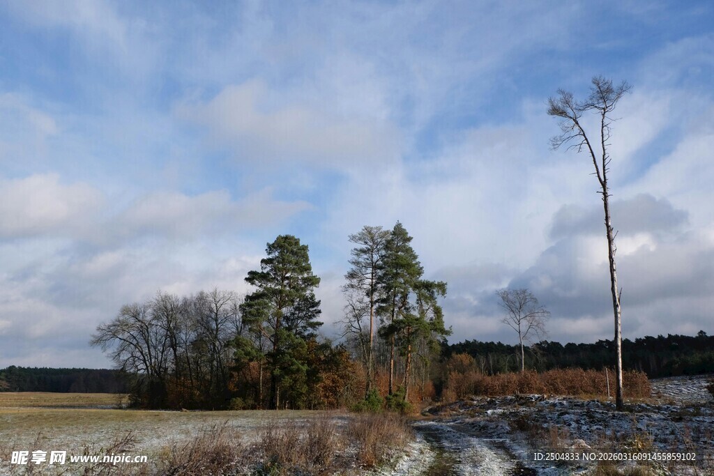 冬日旷野树木风景