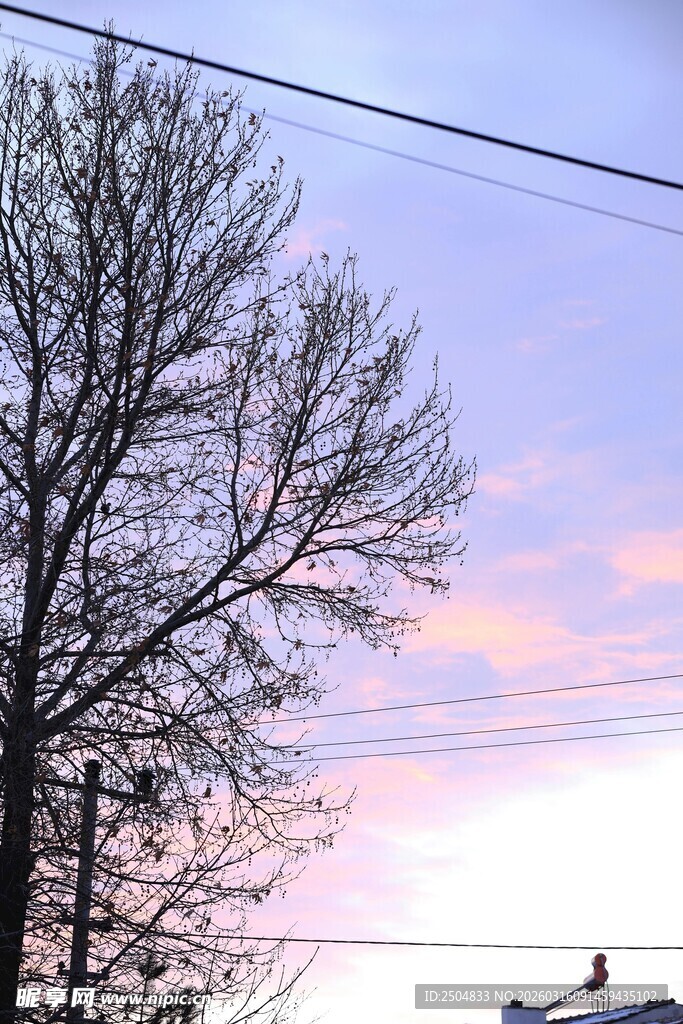 黄昏下光秃树木与电线