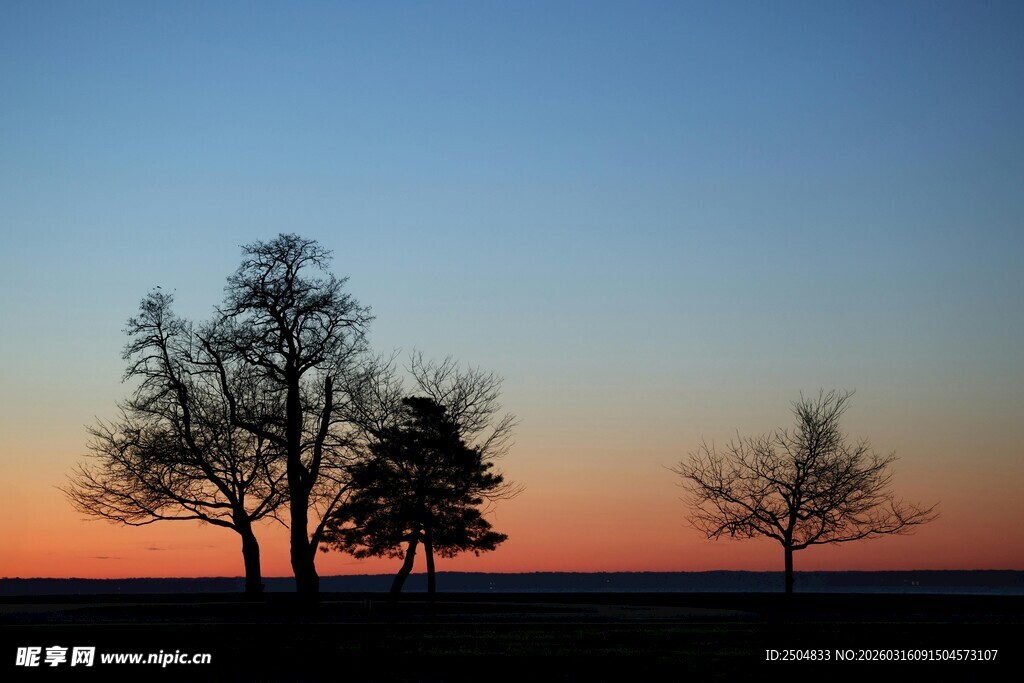 日落时分的孤独树木