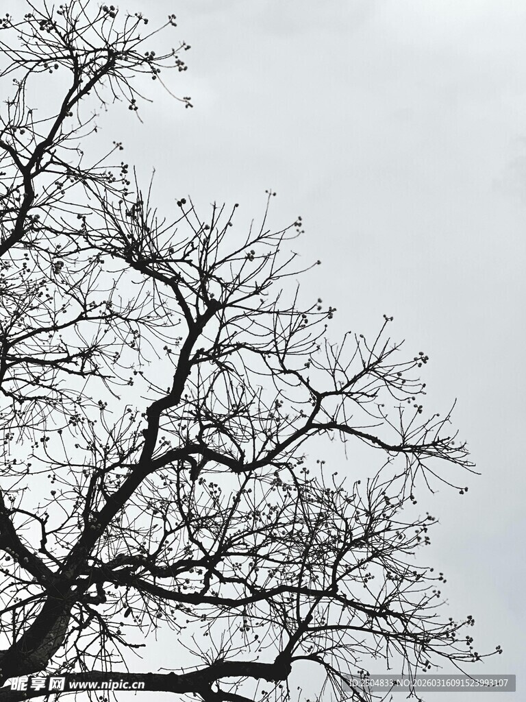 冬日秃枝 尽显萧瑟之态