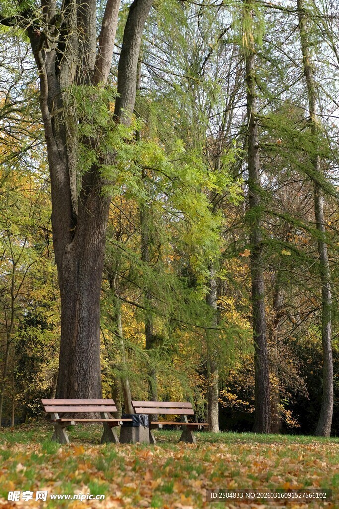 秋日林间长椅的静谧景致
