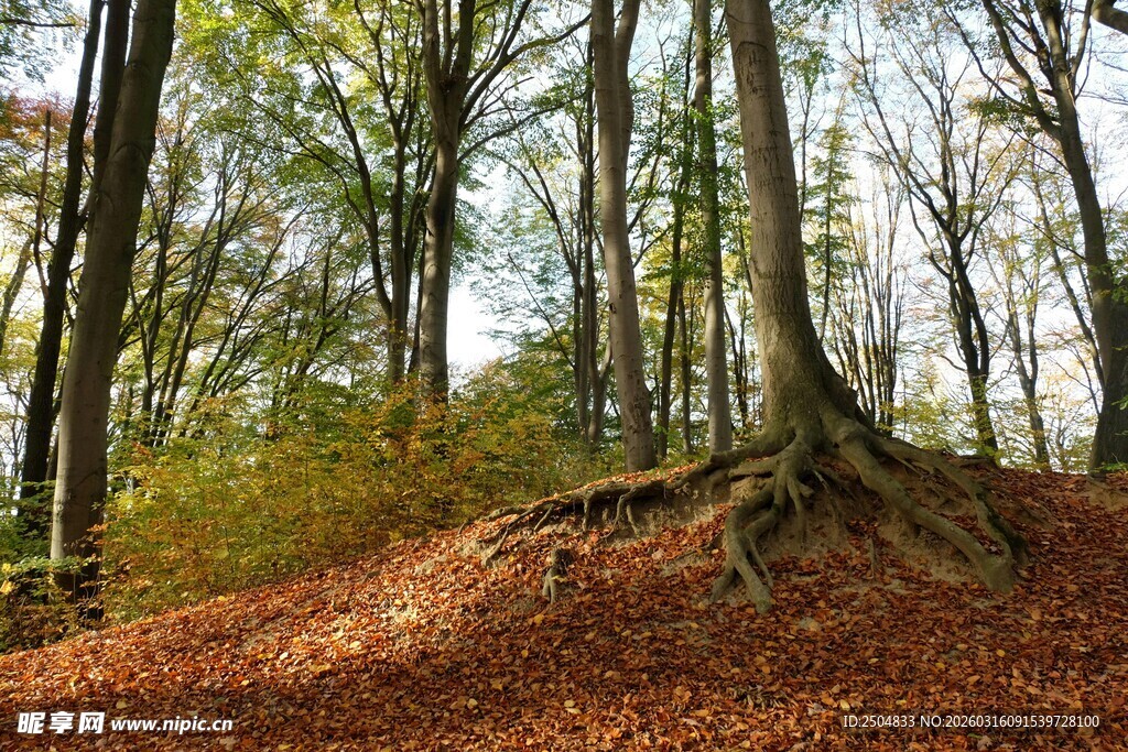 秋日森林中的树木与落叶