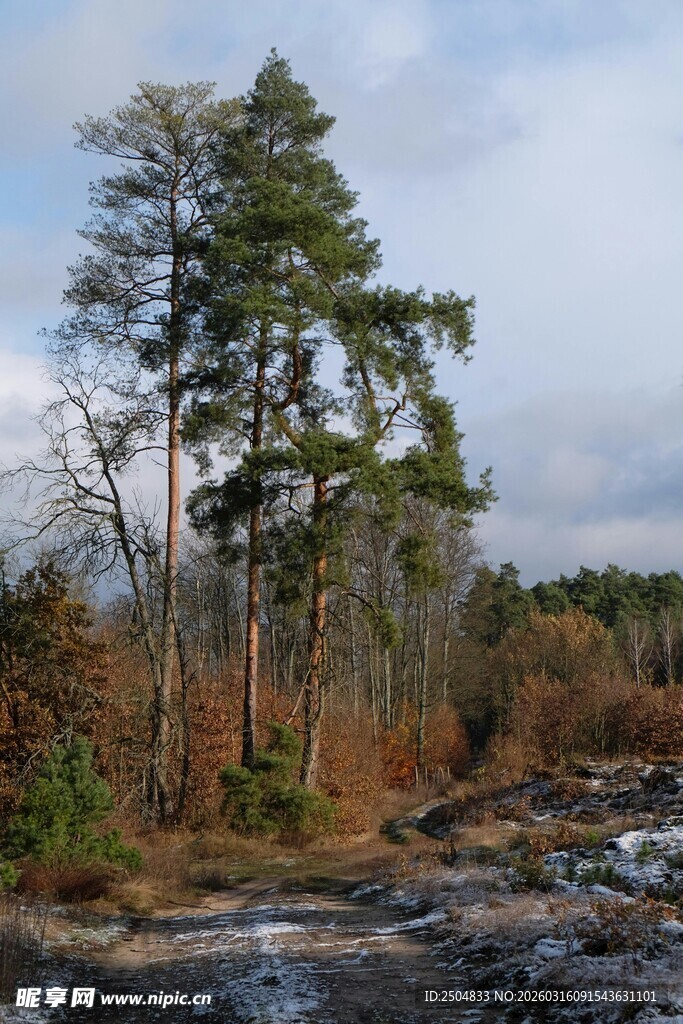 秋日溪边挺拔树木景观