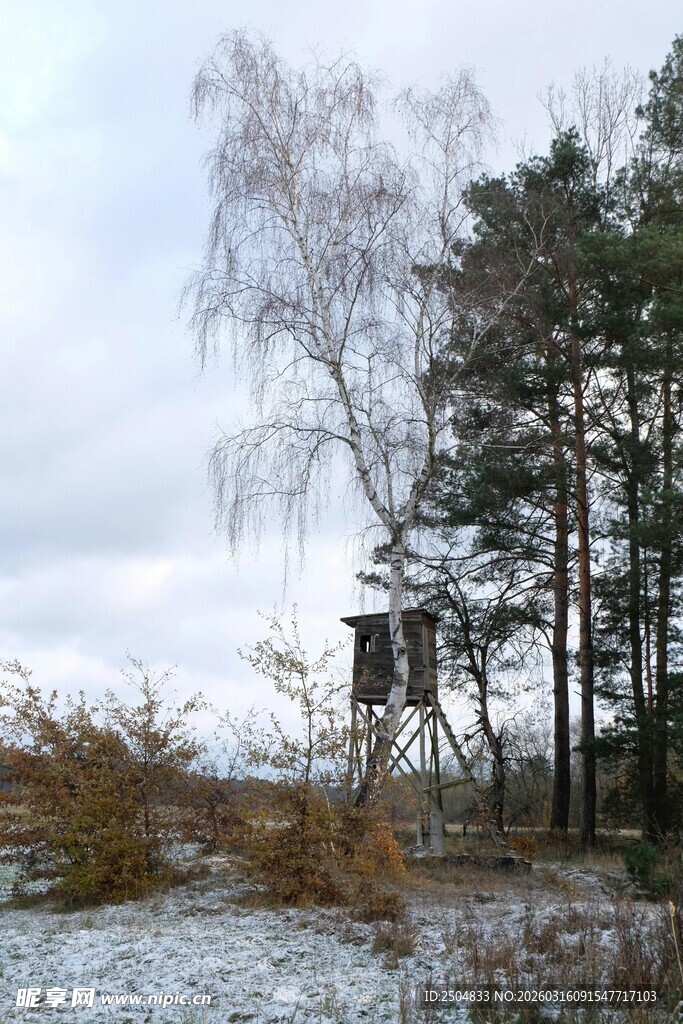 冬日雪覆树林景致