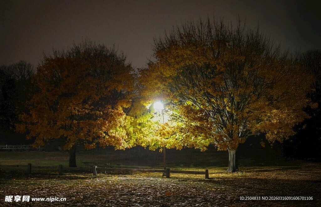 秋夜公园的静谧灯光美景
