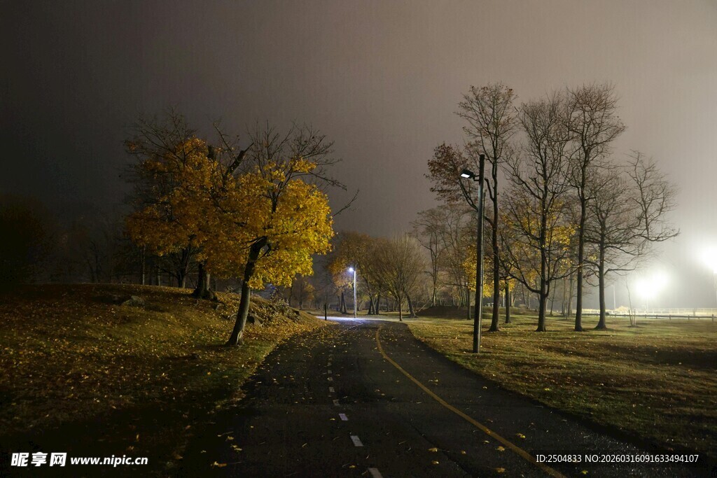 秋夜林间路 静谧暖光景