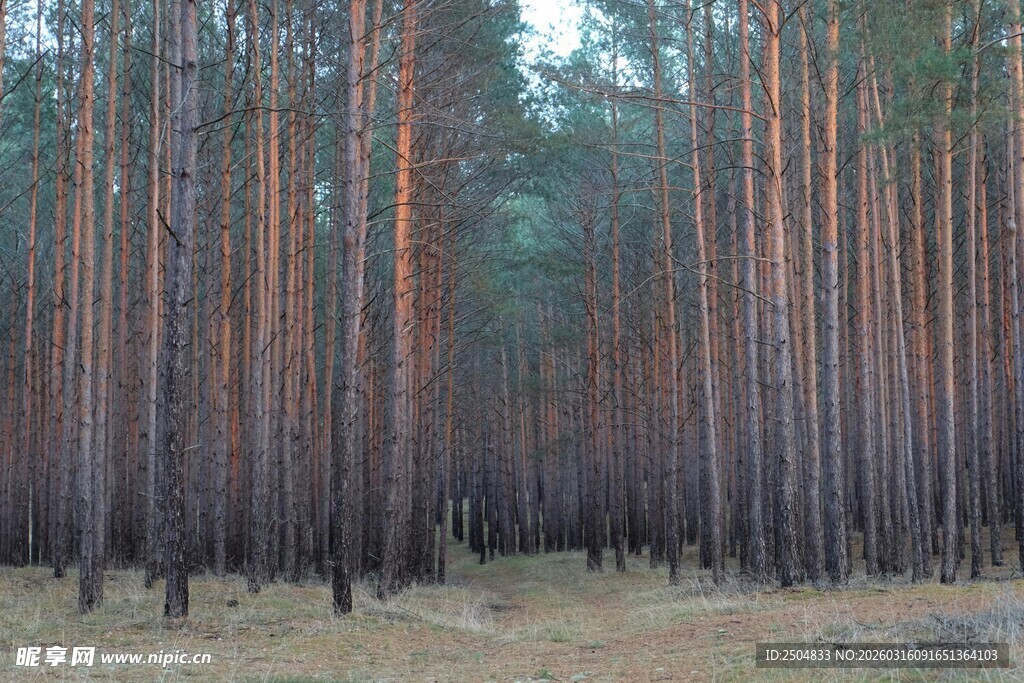 茂密松树林景观