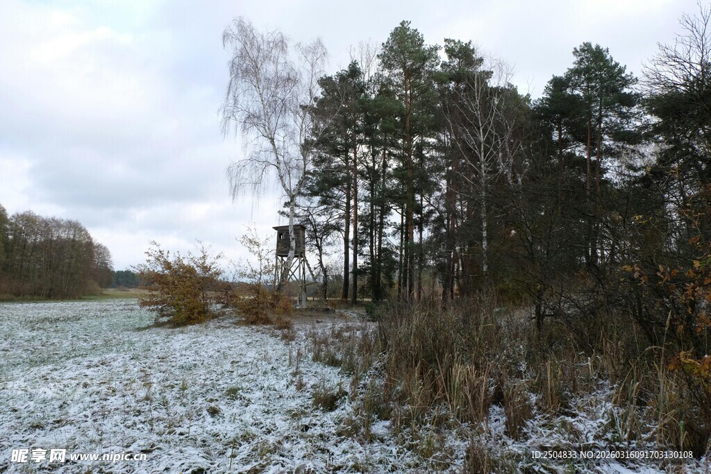冬日雪覆树林景观