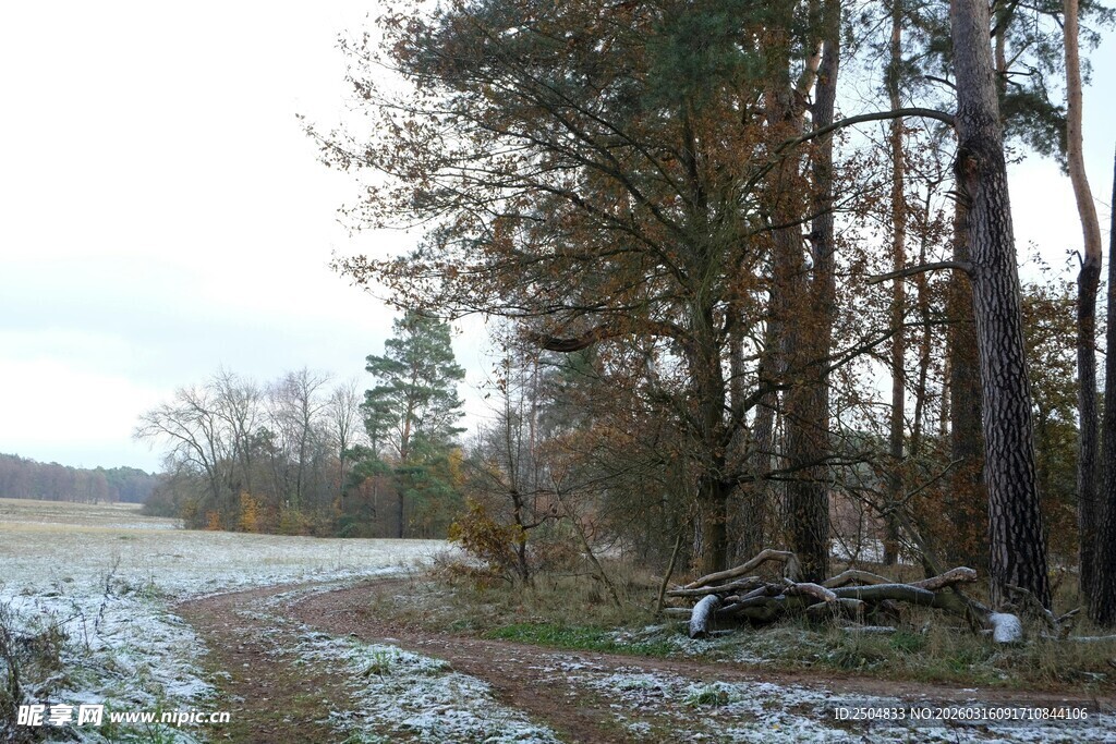 冬日林间小路雪景