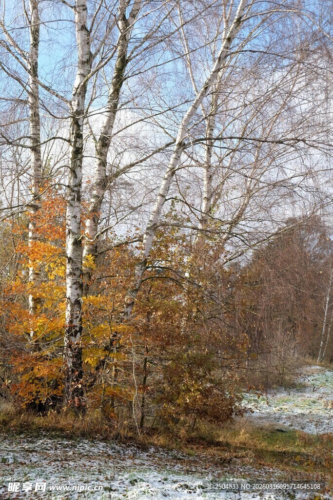 秋冬交替的林间雪景