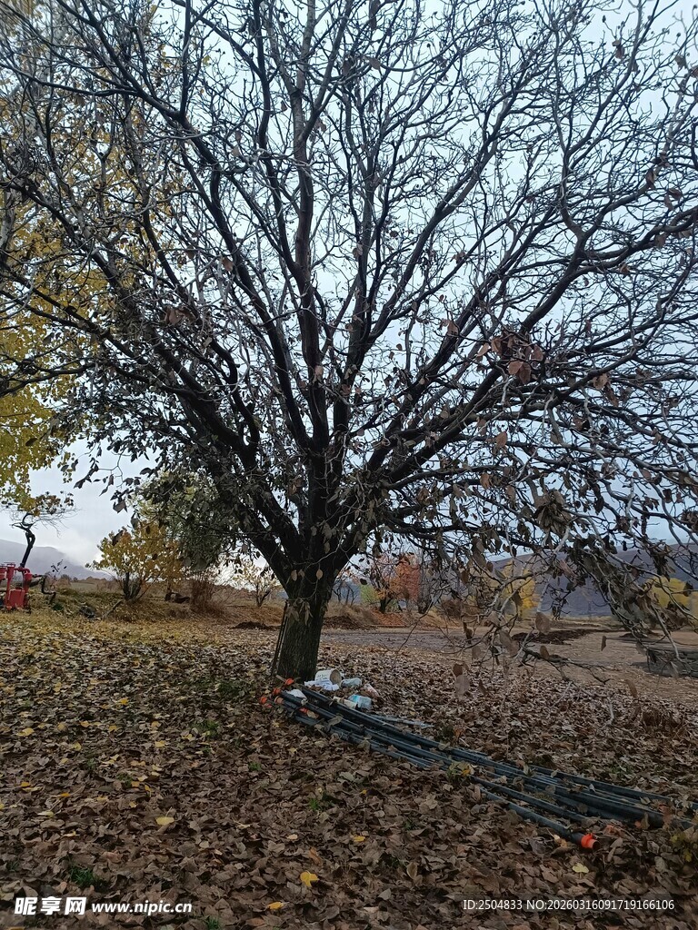 秋日枯树 落叶铺地