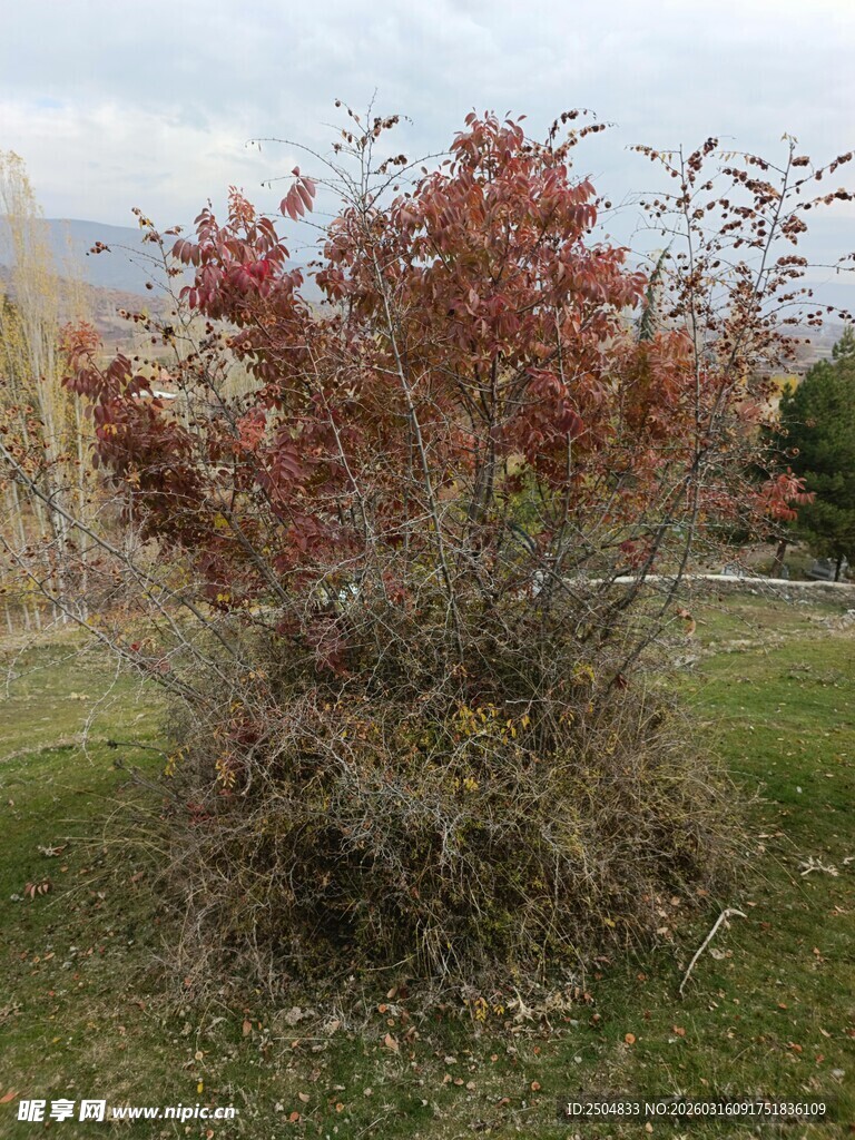 红叶灌木 秋日独特景致