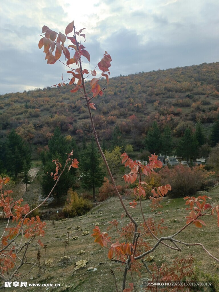 秋日山间红叶景致