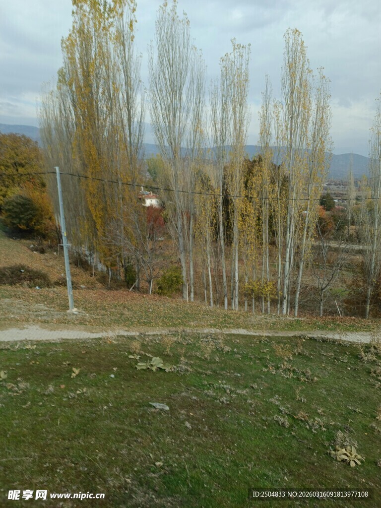 秋日郊野的树木与草地