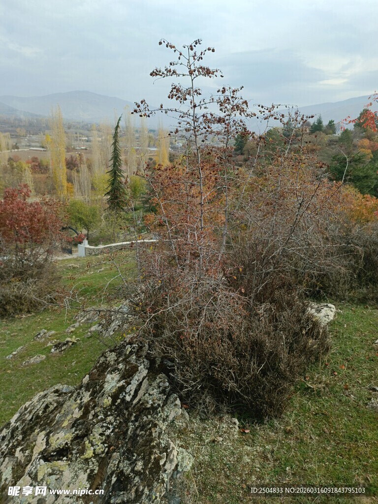 秋日山野多彩植被景观