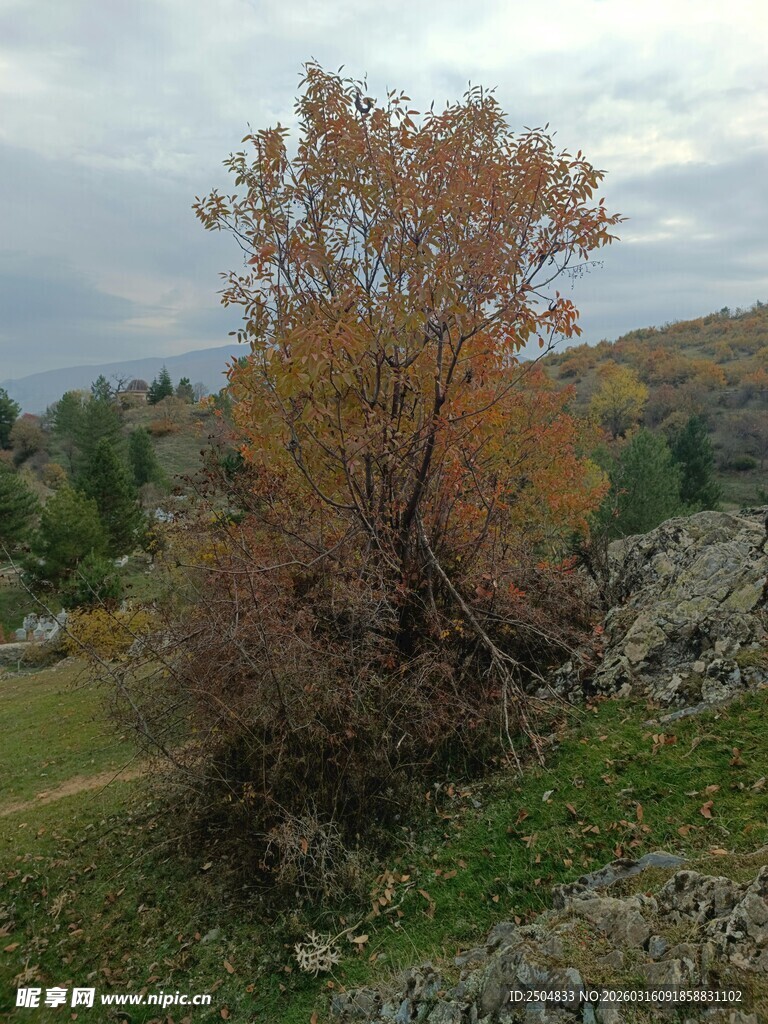 秋日山林中的多彩树木
