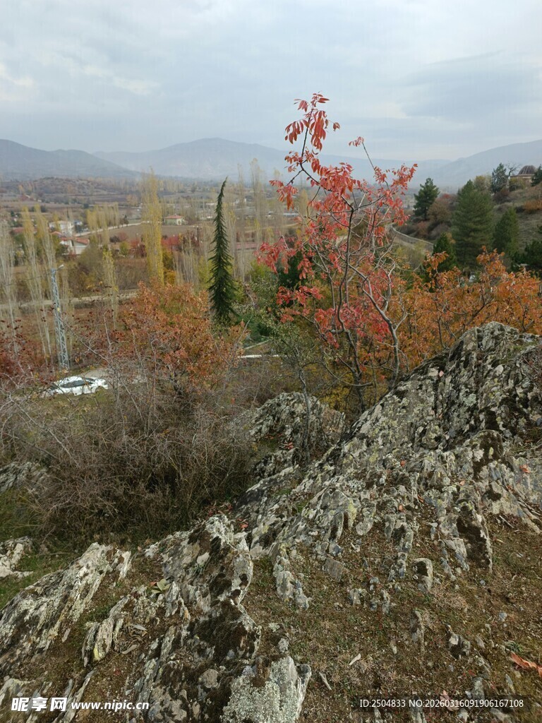 秋日山间岩石旁的红树