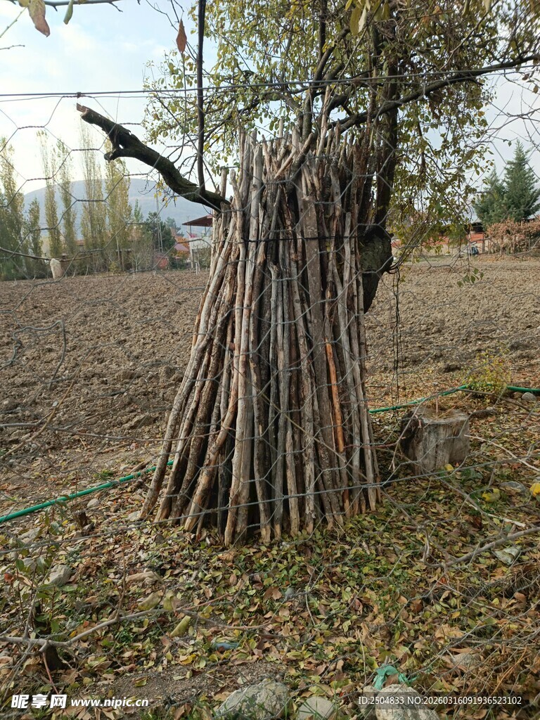田野中捆绑的树木枝干