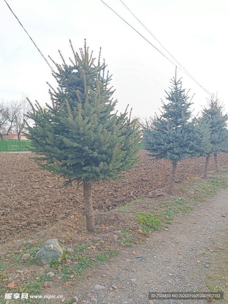 路边成排的挺拔松树