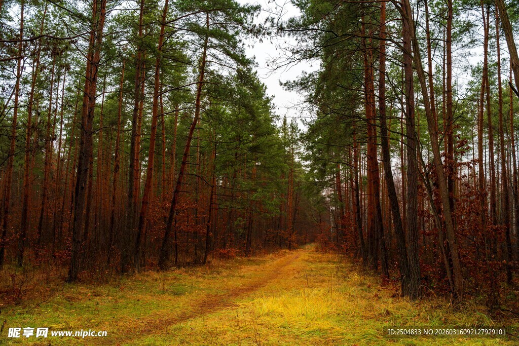 林间黄径 静谧森林风光