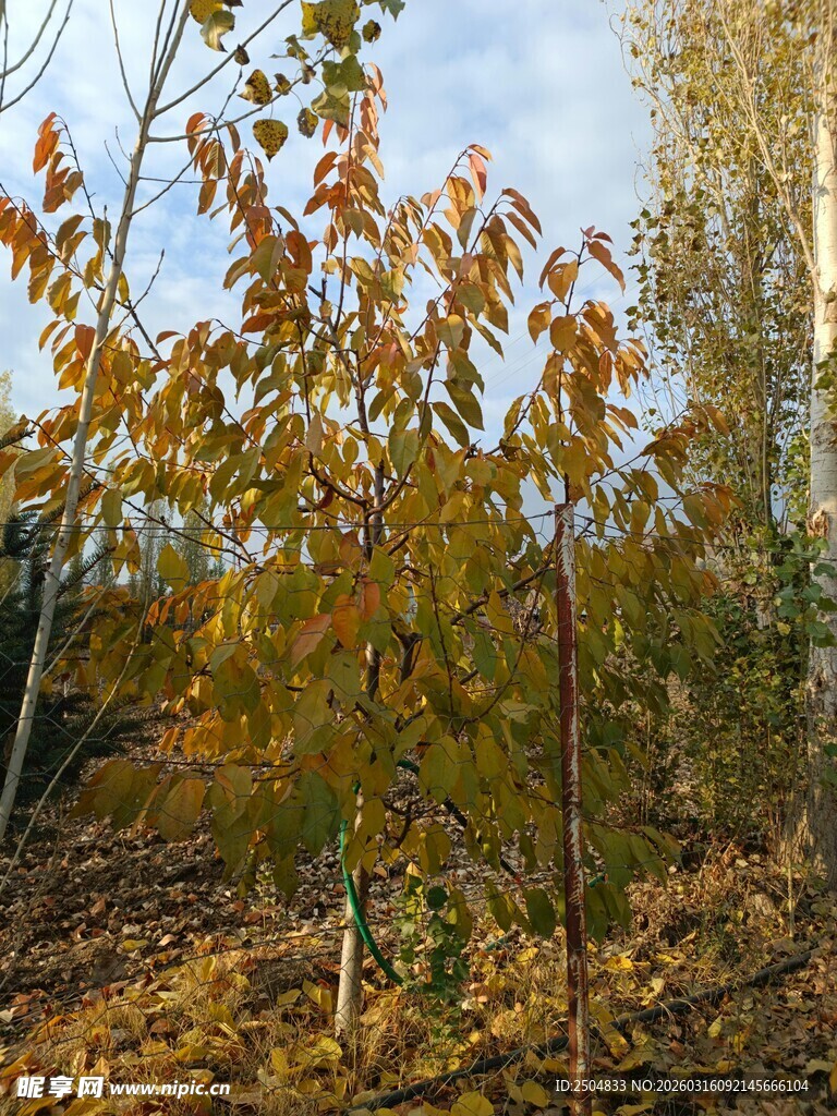 秋日树林中的斑斓树木