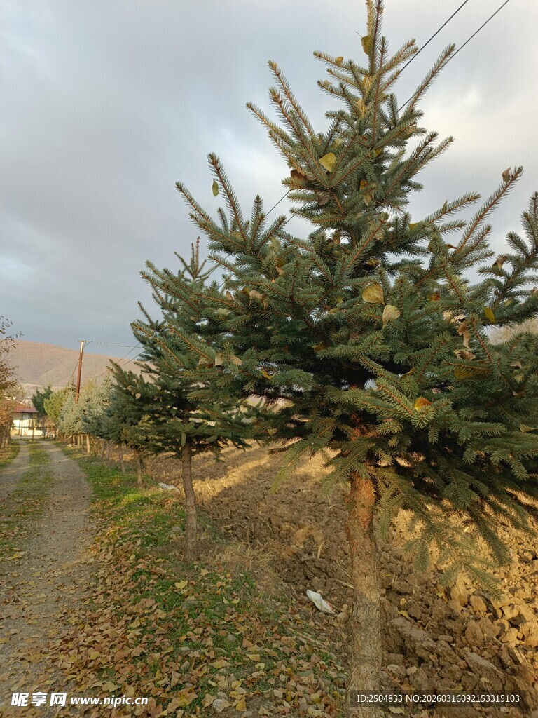 冬日路旁的挺拔松树