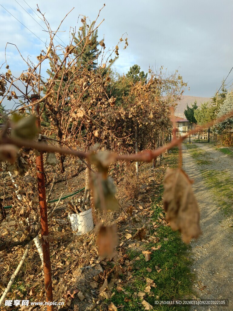 秋日枯萎的藤蔓植物