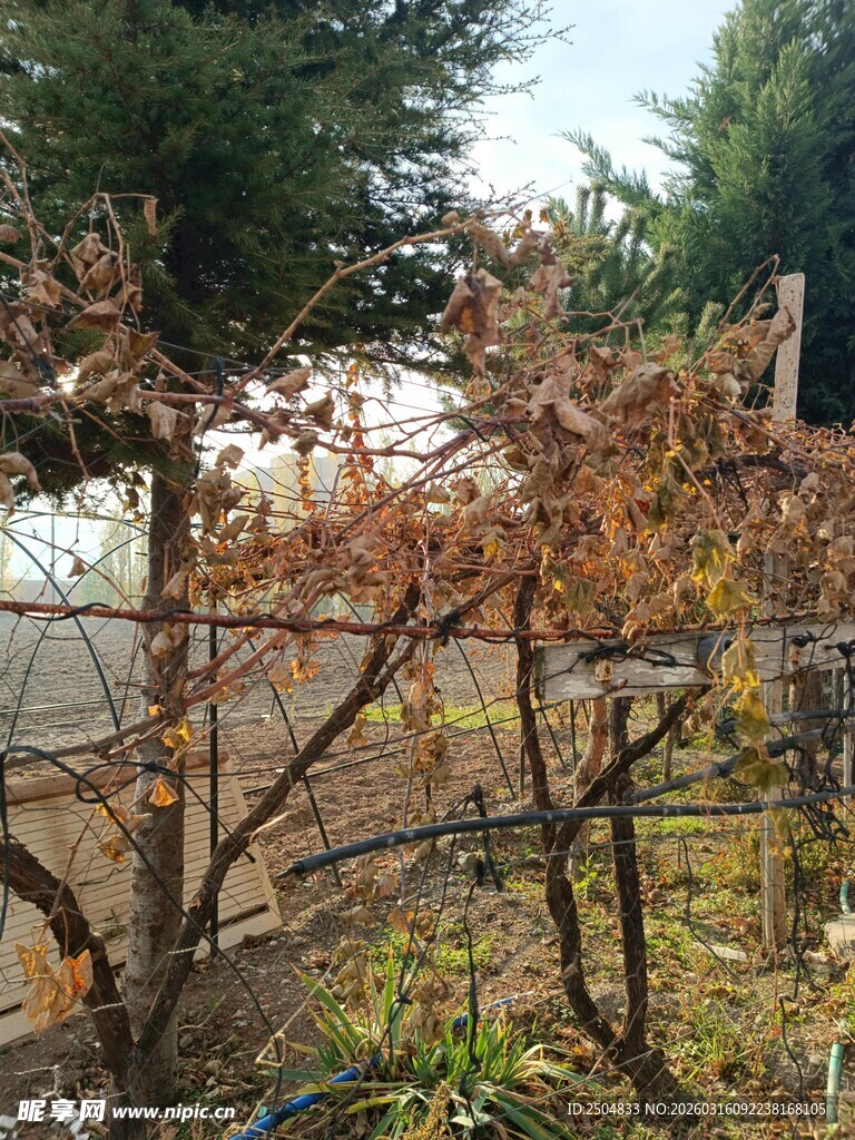 秋日庭院中凋零的树木