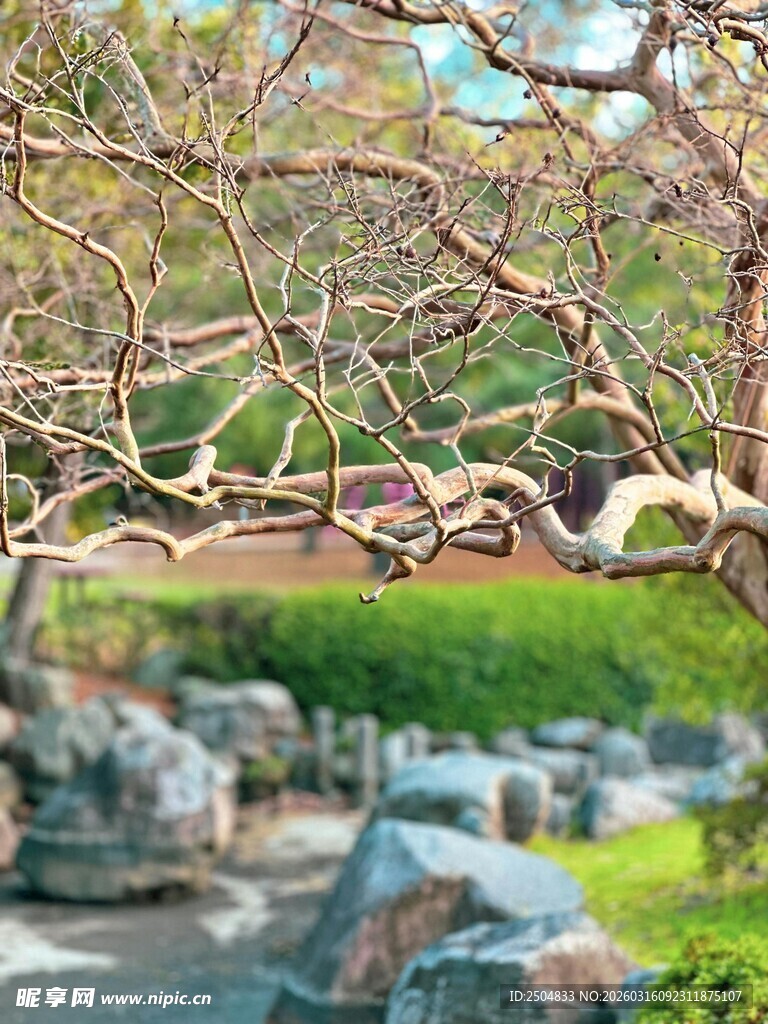 园林景致中的虬枝与怪石