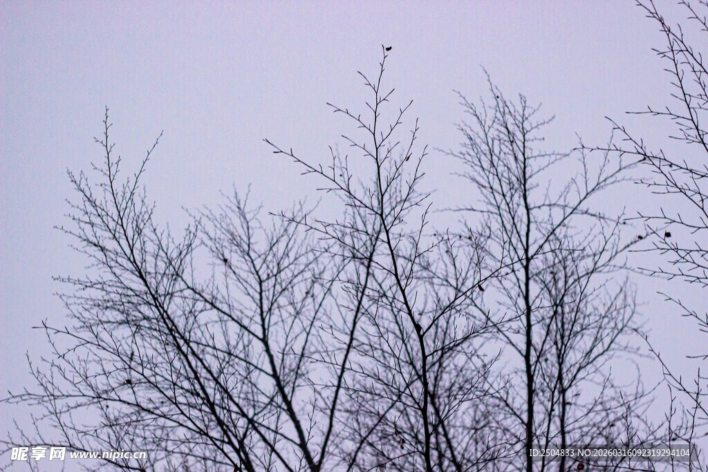 冬日光秃树枝景观
