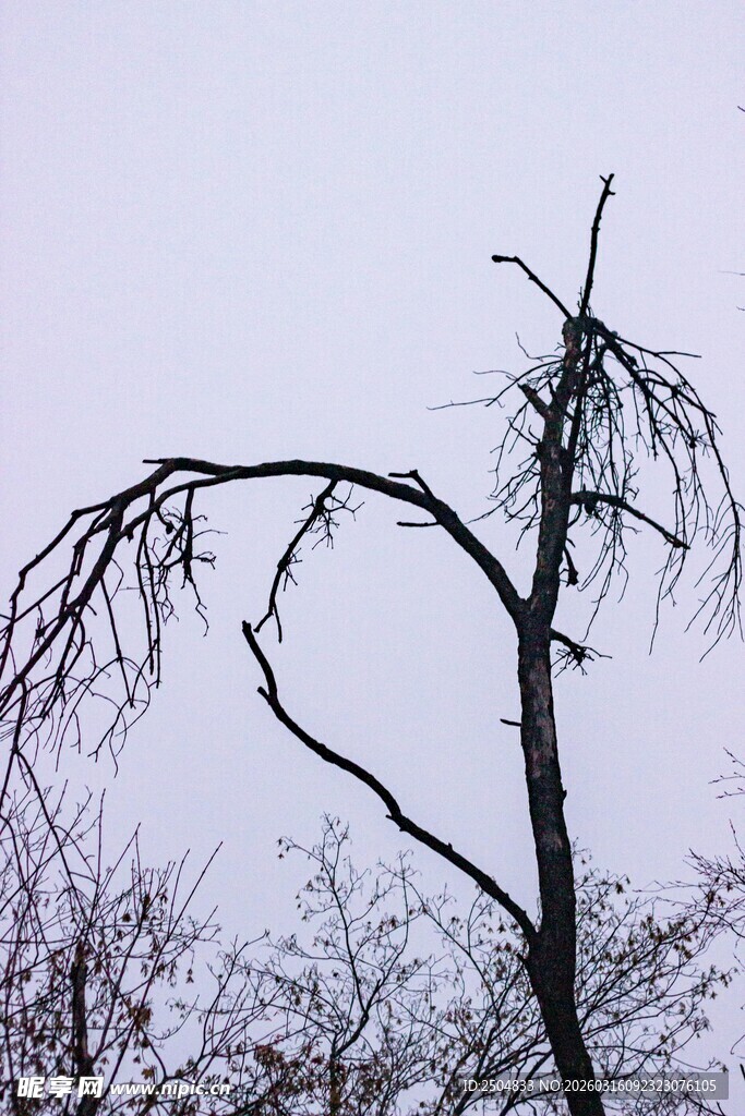 枯树立于朦胧天色中