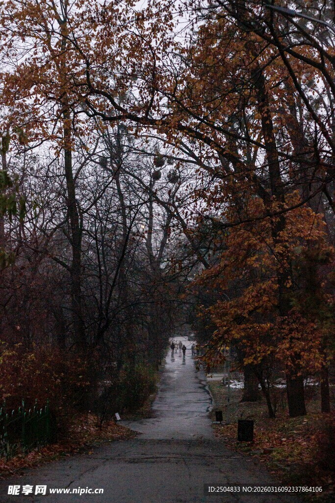 秋日林间小路的静谧景致