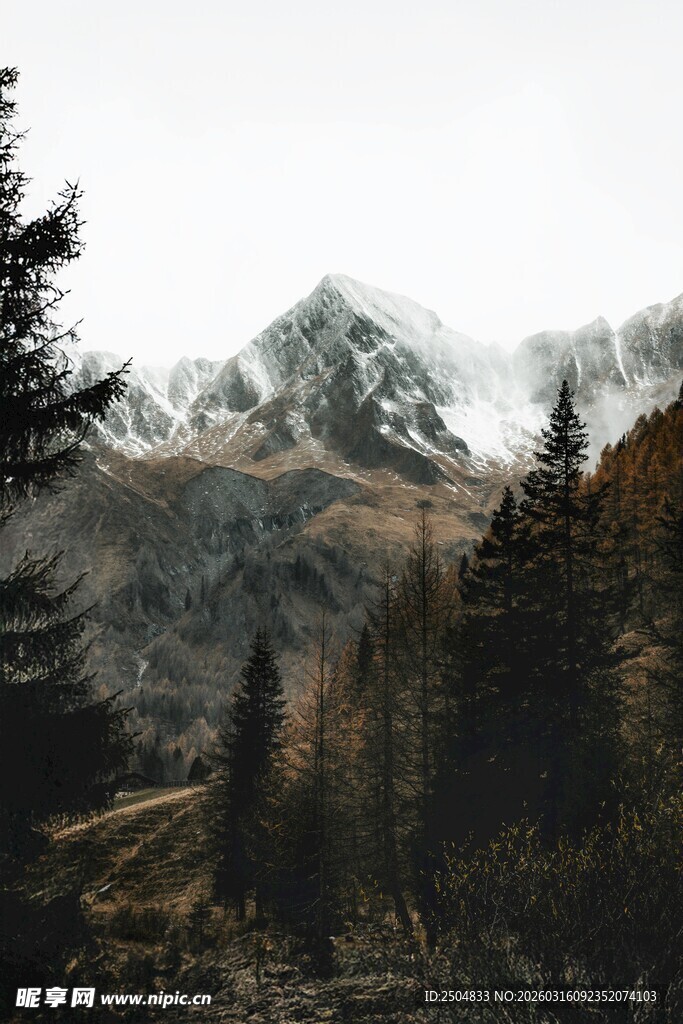 雪山下的森林美景