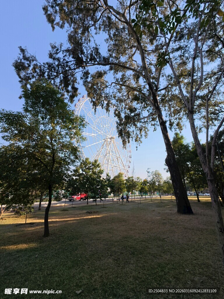 阳光照耀下的公园绿树景观