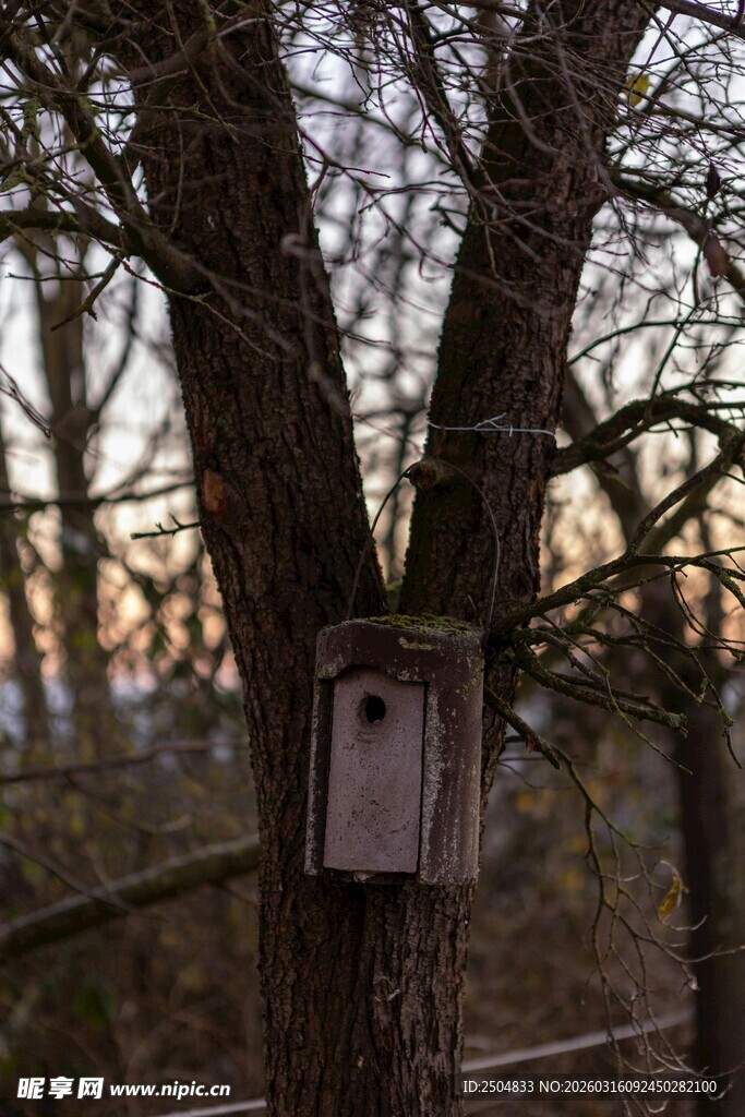 树上的木质鸟屋
