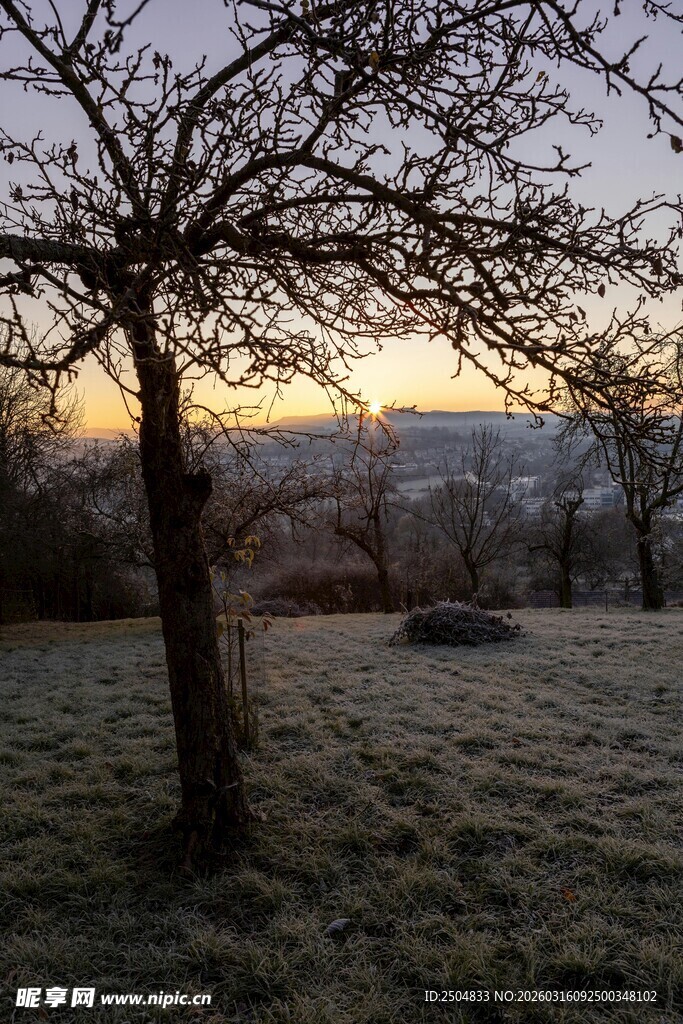 黄昏下光秃树木与开阔草地
