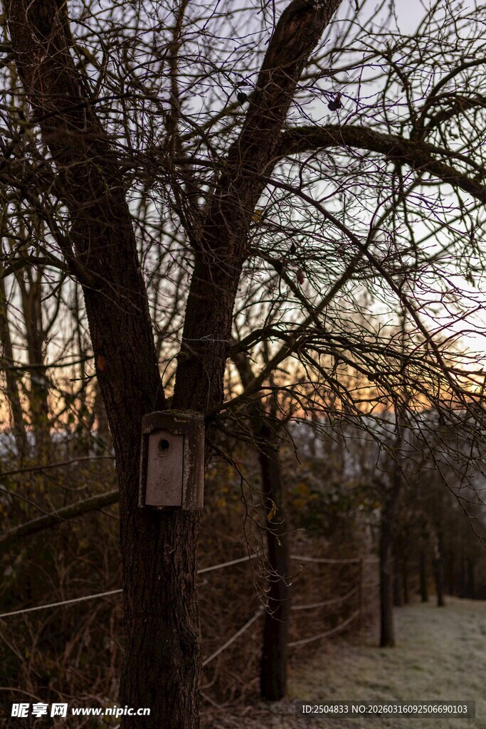 冬日黄昏下的树木景象