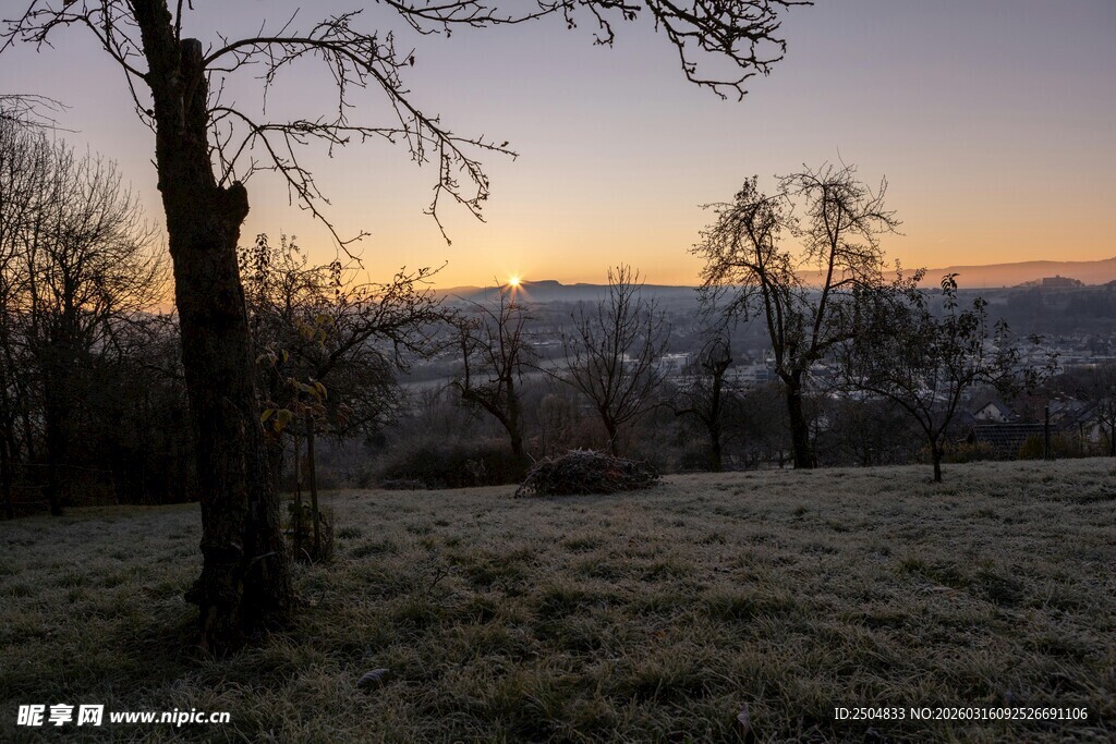 黄昏下的旷野树木景观