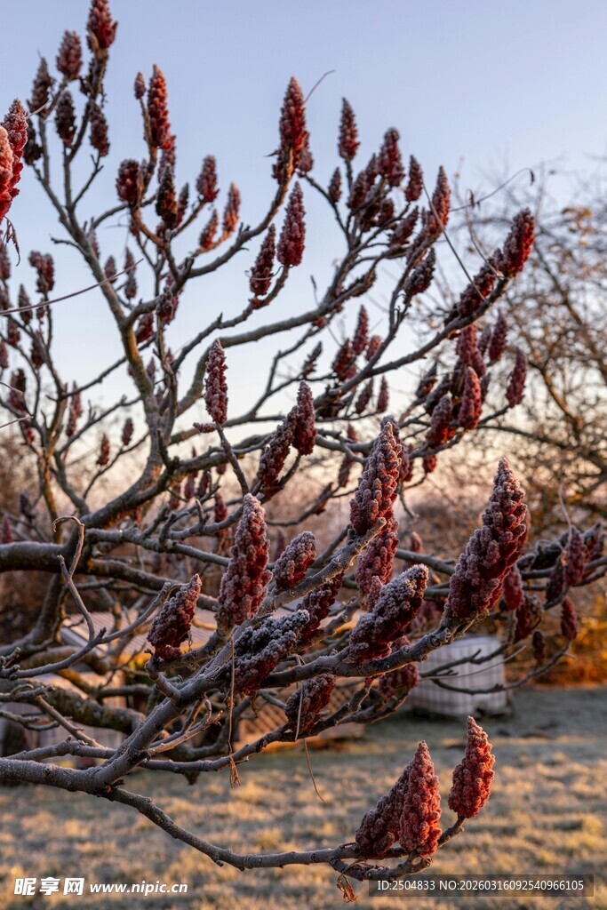 枝头绽放的红色花苞