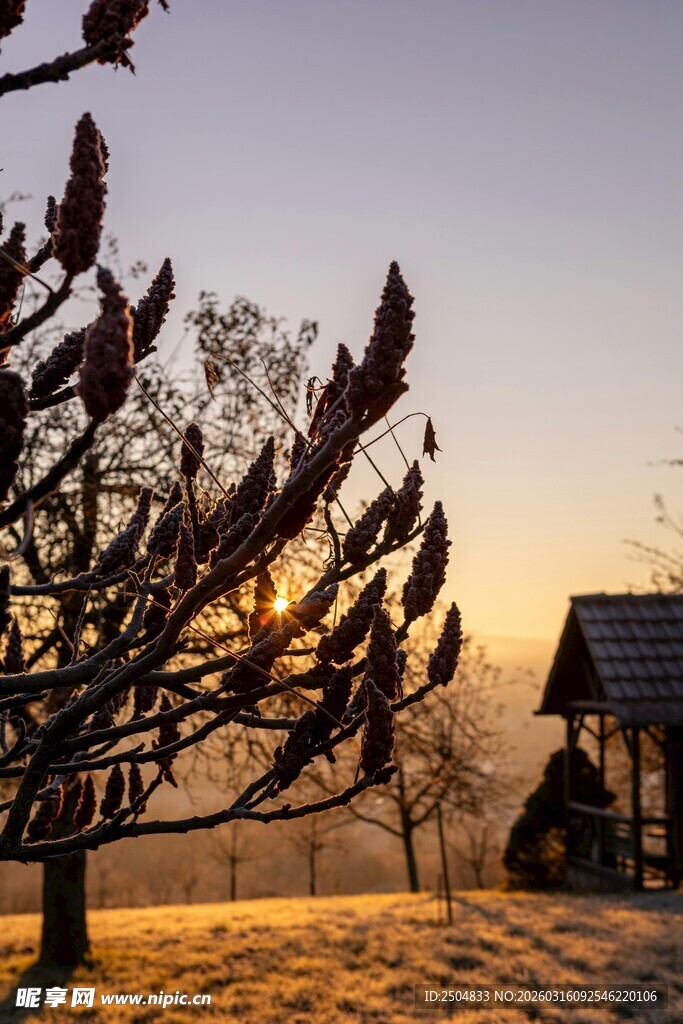 冬日黄昏下的枯树与小屋
