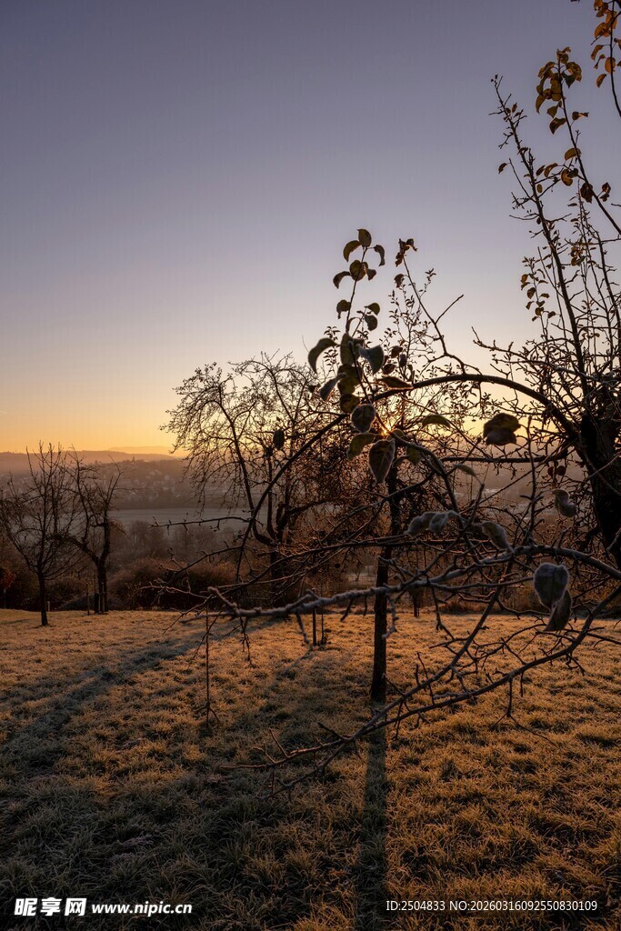 黄昏下的枯树与开阔田野