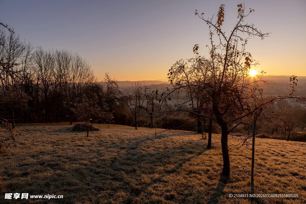 夕阳下的旷野孤树