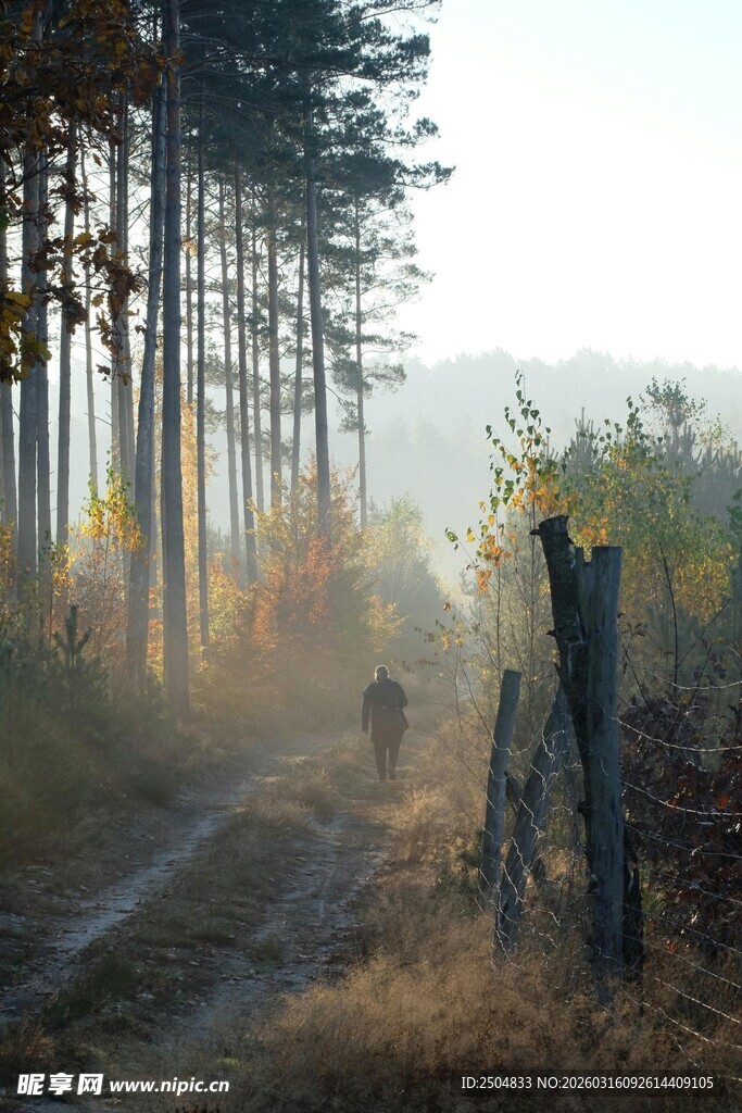 秋日林间小径的静谧景象