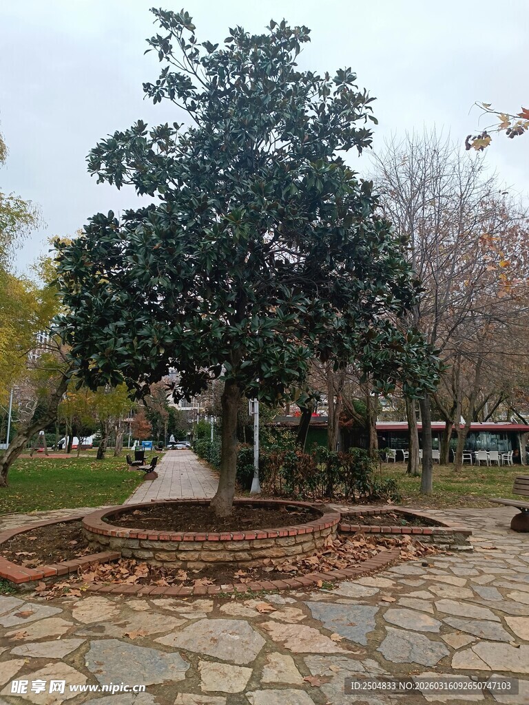 公园中茂盛大树与石板路