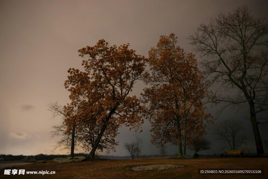 秋日雾中树木景致